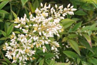 Nandina domowa