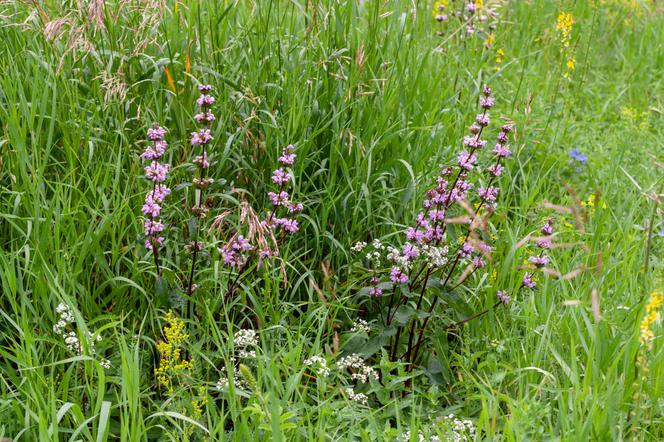 Żeleźniak bulwiasty - Phlomis tuberosa