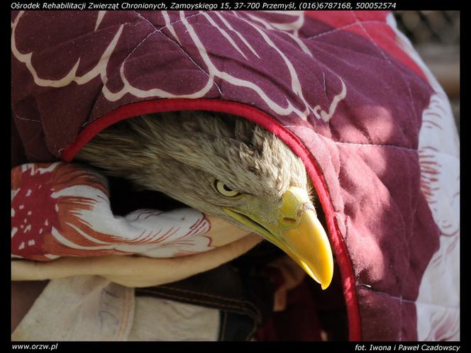 Uratowali zatrutego orła