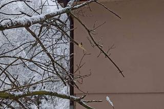 Ponad 300 interwencji strażaków w Tarnowie i regionie