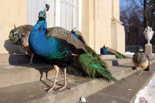 Wizyta w Łazienkach