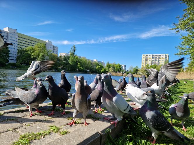 Ptasi Bufet nad bydgoskim Balatonem. Tak mieszkańcy karmią z głową!