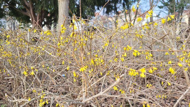 Park Kochanowskiego w Bydgoszczy, czyli serce bydgoskiej Dzielnicy Muzycznej!