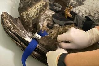 Myszołów Maciek trafił do Lecznicy po walce z innym ptakiem