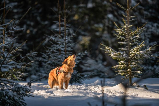 „Przyjaźń Łączy – Wspólnie dla Zwierząt”