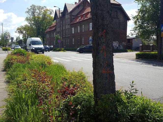 Do wycięcia? Drzewa na Święciechowskiej w Lesznie ponumerowane