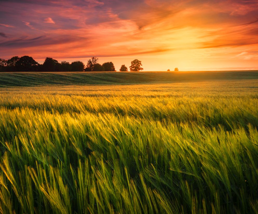 Płatności bezpośrednie 2023 - jak złożyć wniosek? Jak się zalogować w aplikacji eWniosekPlus? Ważne zmiany dotyczące logowania, nowy termin
