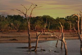 Naukowcy ustalili przyczyny historycznej suszy w Amazonii. To nie El Nino!