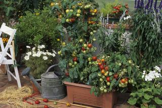 Warzywa na balkonie - jakie uprawiać?