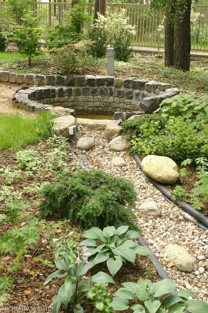 Kamienie z roslinami w ogrodowej kompozycji