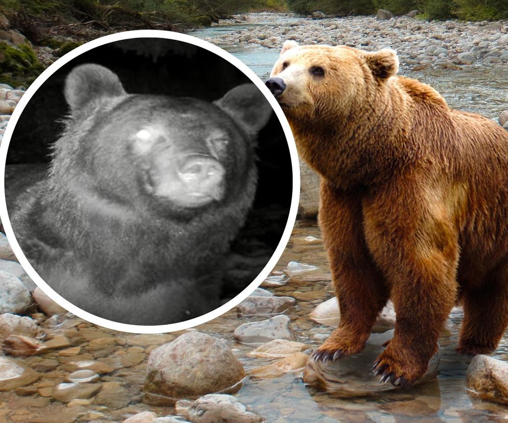 Jednooka bestia tuż przed samą kamerką! Niezwykłe nagranie niedźwiedzia z Bieszczad