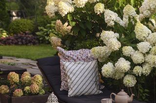 Hortensja bukietowa 'Polar Bear'