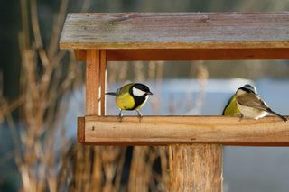 Jak pomóc ptakom przetrwać zimę? Czym dokarmiać ptaki odwiedzające nasz ogród?