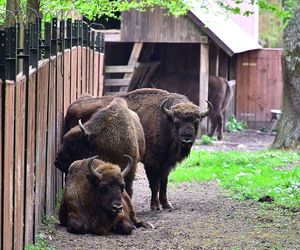 Białowieża - małe Zakopane w woj. podlaskim