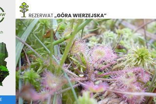 Góry Wierzejska pod Kielcami będzie nowym rezerwatem