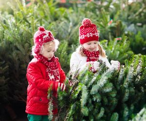 Jaka choinka nie gubi igieł i stoi najdłużej? Najlepsze gatunki na święta