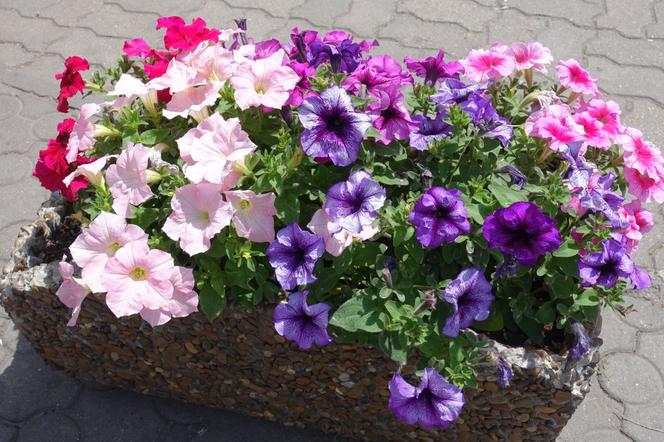 Petunia ogrodowa – jak uprawiać te cudowne kwiaty? 