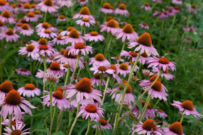 Jeżówka (echinacea)