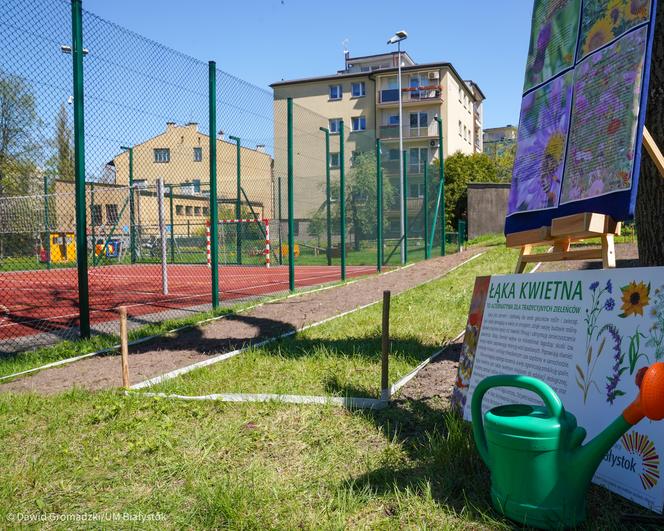 Białystok. Łąki kwietnie przy szkołach i przedszkolach. Miasto rusza z nowym programem