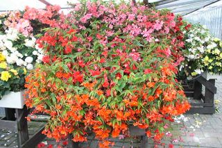 Begonia zwisająca Tenella