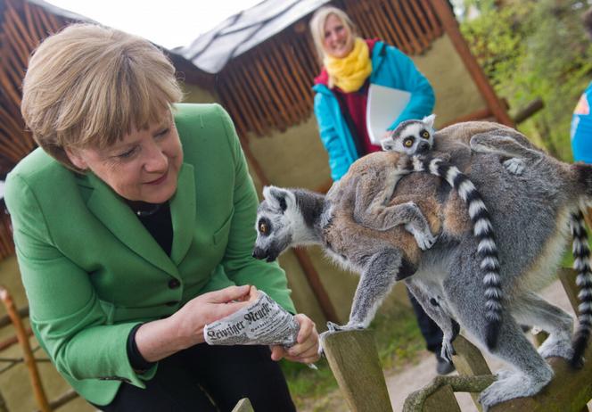 Merkel obsiadły papugi