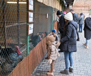 Trwa budowa szopki bożonarodzeniowej w Katowicach-Panewnikach. Jest jedną z największych w Europie