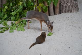 We wrocławskim zoo urodził się kolejny dikdik. Zobaczcie, jaki jest słodki! [ZDJĘCIA]