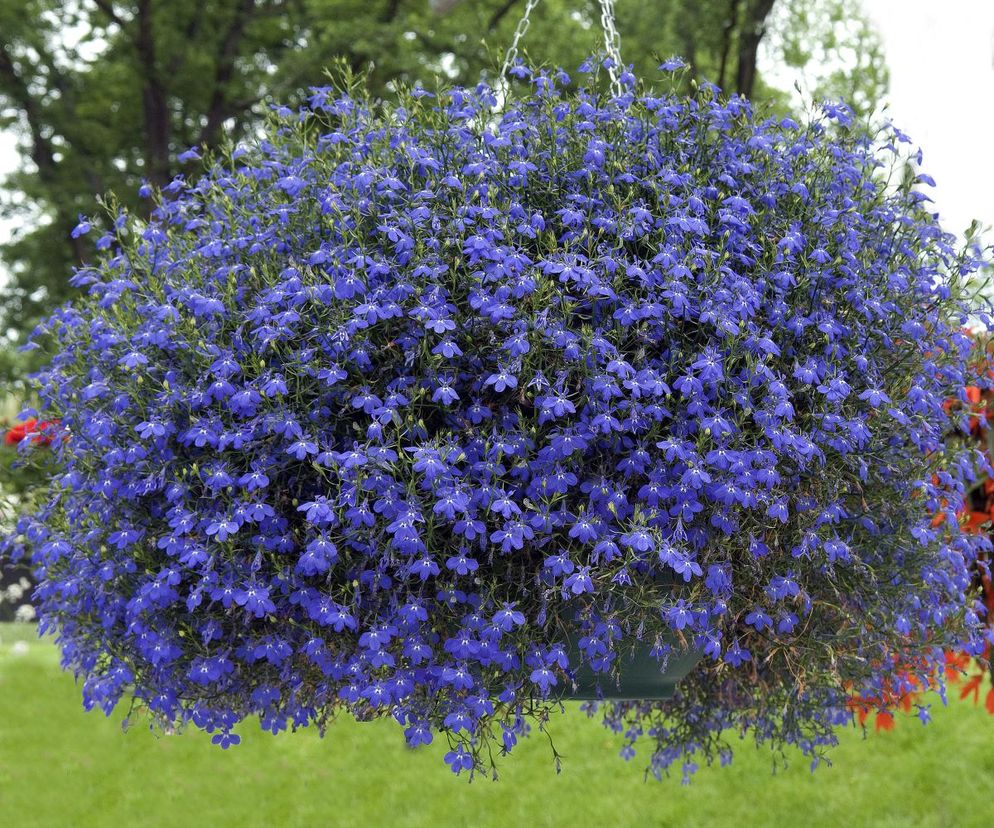 Lobelia przylądkowa - odmiana zwisająca