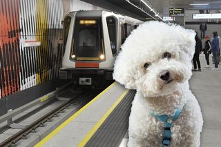 Malutki piesek wpadł pod metro! Właścicielka przeżyła chwile grozy. Wielkie poruszenie w sieci