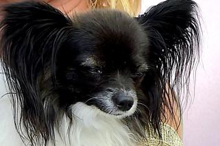 Rzucił Kasprzyk na kolana. Ewa Kasprzyk z pieskiem Shakirą