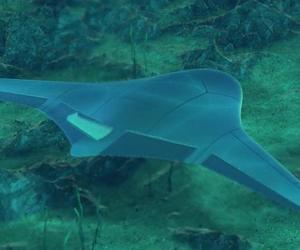 Manta Ray