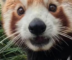 Samiec pandy rudej zamieszkał we wrocławskim zoo. Od razu wyskoczył na swój nowy wybieg [WIDEO]