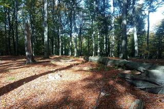 Rezerwat przyrody Las Murckowski zyska 40 hektarów