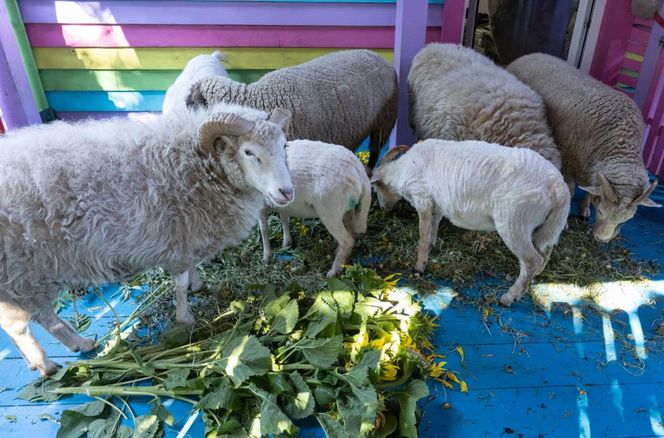 Owce zajadają się słonecznikami