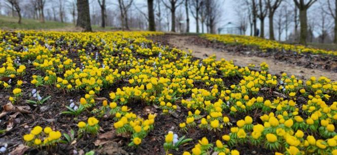 Arboretum Wojsławice pod Wrocławiem