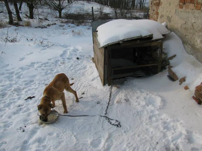 Jak przekazać 1 proc. podatku ? Towarzystwo Opieki nad Zwierzętami prosi o pomoc