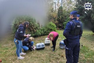 Interwencja w Żorach. Kilkanaście kotów przetrzymywano w skandalicznych warunkach, jedno zwierzę nie przeżyło