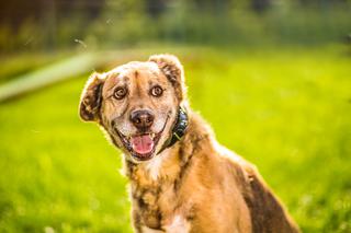 Trwa akcja Rekordowa Miska z Ceneo