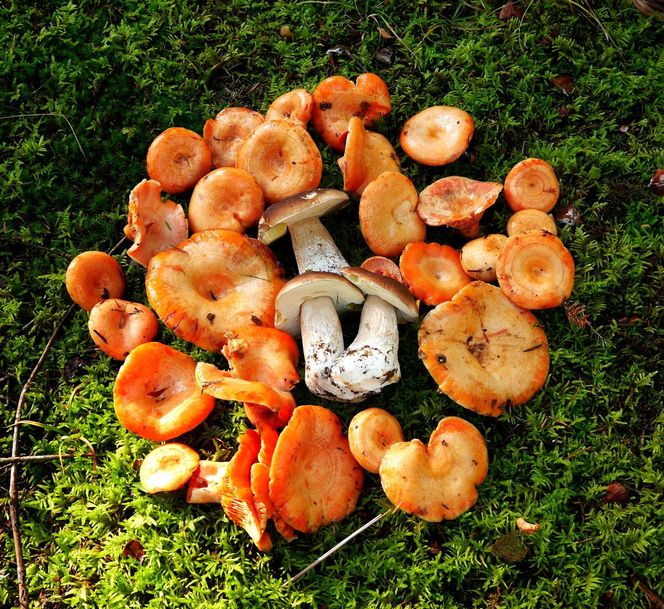 Prawdziwe skarby jesieni. Listopad to idealny czas na grzyby w Świętokrzyskiem? [Zdjęcia Waszych zbiorów]