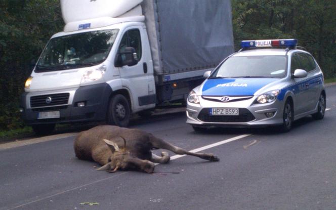 Łoś zginął pod kołami fiata