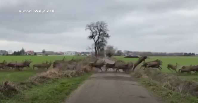 Ogromne stado jeleni przebiegło przez drogę! Mogło być ich nawet 100! [WIDEO]