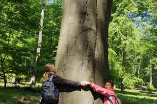 Drzewa w Lesie Murckowskim w Katowicach