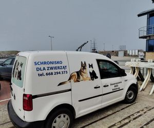 Pies uwieziony na falochronie.