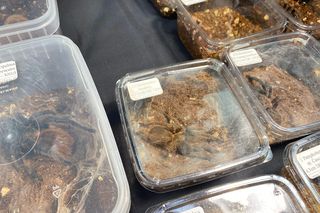 Zooegotyka w Zielonej Górze. Do hali CRS przybyły tłumy