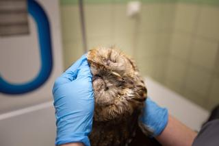 Sowa Dorotka z chorymi płucami i zapaleniem oczu