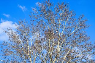 Drzewa, które przynoszą pecha. Omijaj je szerokim łukiem i nie sadź w swoim ogrodzie!