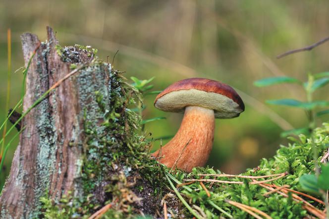 PODGRZYBEK I NIEJADALNY GORYCZAK
