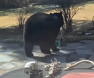 Niedźwiedzie zabawy w ogródku 