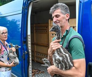 Pisklęta emu zamieszkają w poznańskim ZOO 