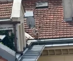 Niezwykła akcja strażaków na Nowym Świecie. Pies hasał po dachu kamienicy